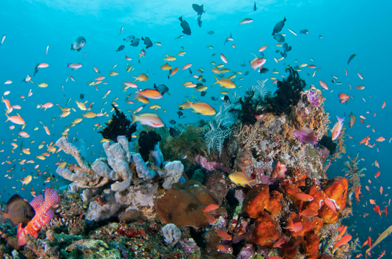 17 Pulau Riung, The national park area is inhabited by various species