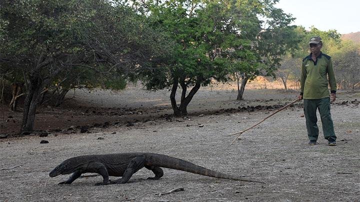 Pulau komodo 2