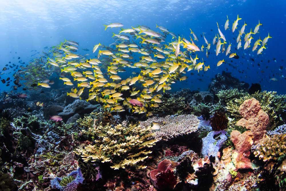 labuan bajo dive